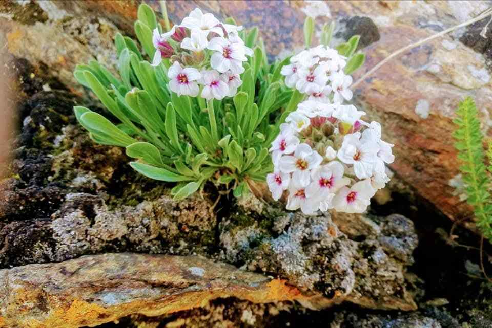 Thalle La and Deosai Trek Images